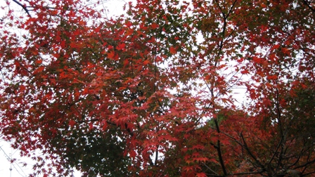 曇り空でも紅葉