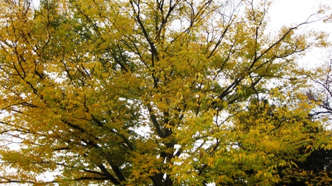 曇り空でも紅葉
