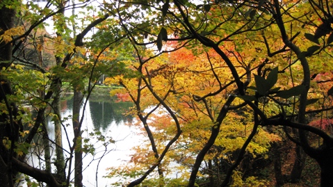 もみじ池・紅葉深し