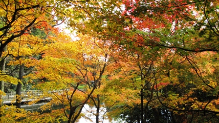もみじ池・紅葉深し