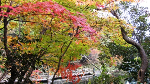 もみじ池・紅葉深し