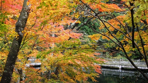 もみじ池・紅葉深し