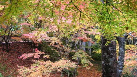 もみじ池・紅葉深し