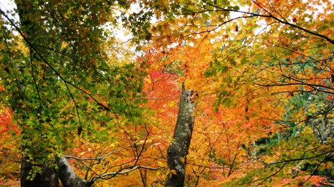 もみじ池・紅葉深し
