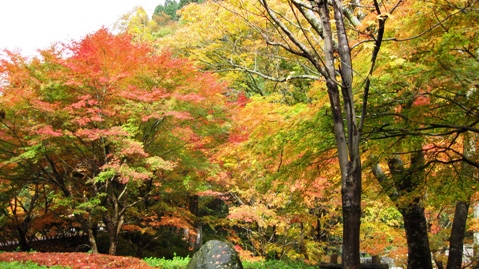 もみじ池・紅葉深し