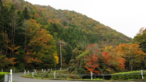もみじ池・紅葉深し