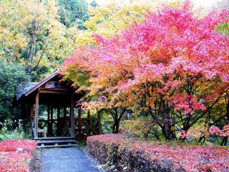 秋を感じて、もみじ池、ﾋﾞﾗﾃﾞｽﾄ、ﾏｷﾉ在原と桜大崎で
