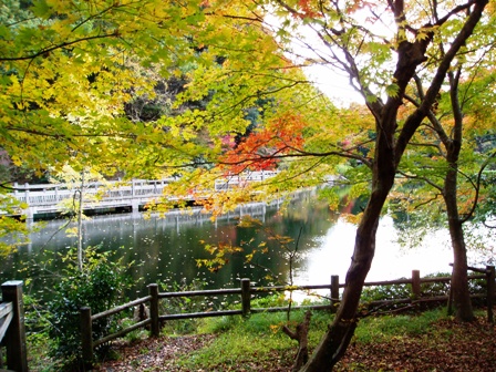 秋を感じて、もみじ池、ﾋﾞﾗﾃﾞｽﾄ、ﾏｷﾉ在原と桜大崎で