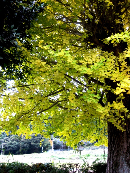 宗正寺・・十一面観音坐像