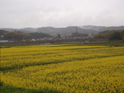 菜の花も雨の中・・