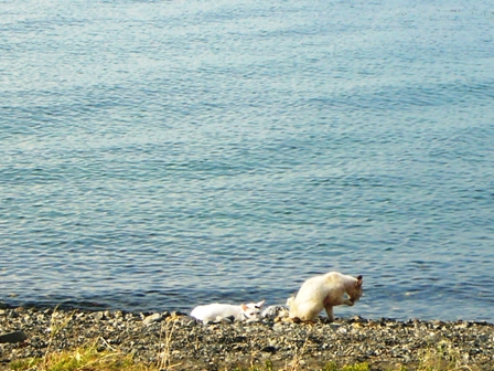 猫もびわ湖岸で・・・