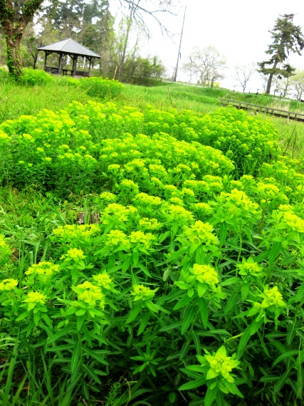 ノウルシ･･鮮やかに