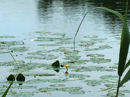 浜分沼