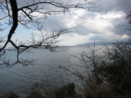 まだ蕾小さく・・でも、海津大崎は絶景