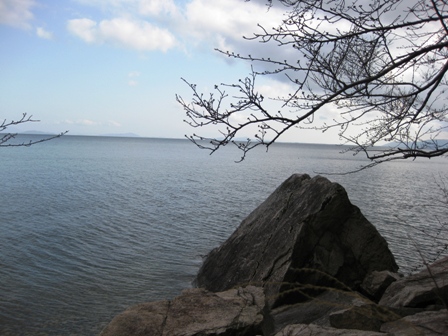 まだ蕾小さく・・でも、海津大崎は絶景