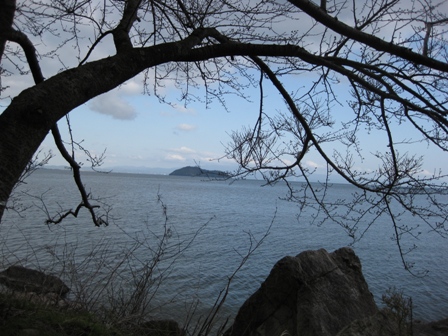 まだ蕾小さく・・でも、海津大崎は絶景