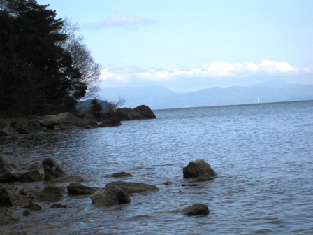 まだ蕾小さく・・でも、海津大崎は絶景
