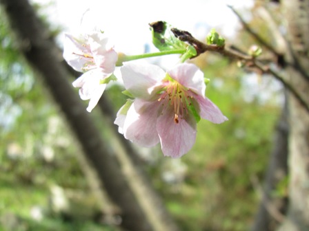 １１月ですが・・「１０月桜」とイベント