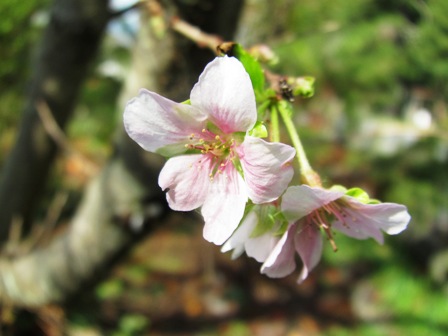 １１月ですが・・「１０月桜」とイベント