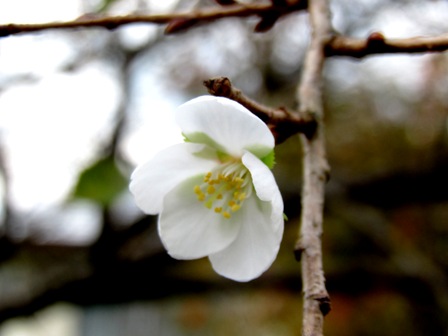 １１月ですが・・「１０月桜」とイベント