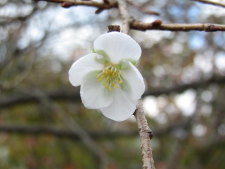 １１月ですが・・「１０月桜」とイベント