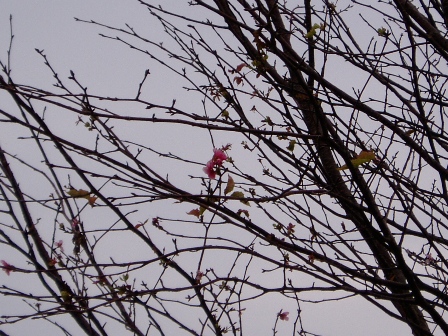 十月桜と冬桜・・高島市内の風景
