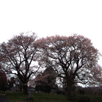 花衣