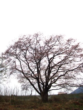 花衣
