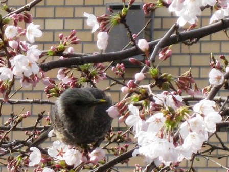 桜の味