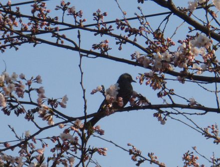 桜開花を知らせる野鳥さん