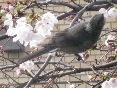 桜の味
