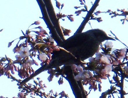 桜開花を知らせる野鳥さん