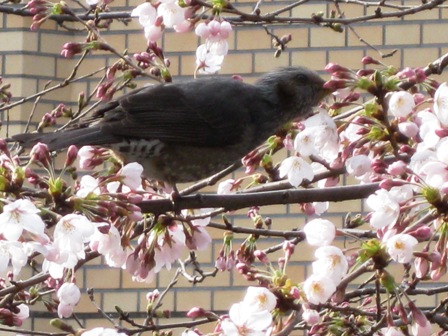 桜の味