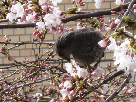 桜の味
