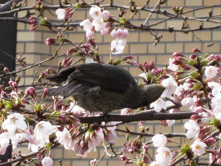 桜の味