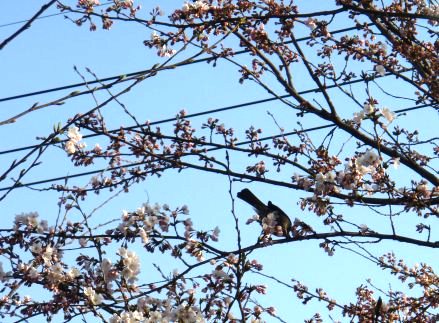 桜開花を知らせる野鳥さん