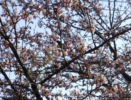 桜開花を知らせる野鳥さん