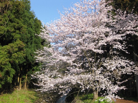 桜三昧