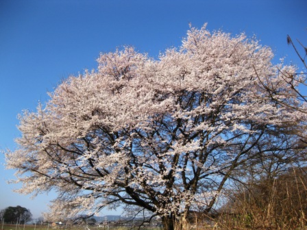 桜三昧