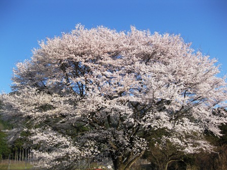 桜三昧