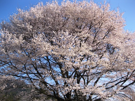 桜三昧