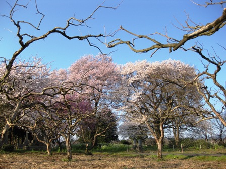 桜三昧