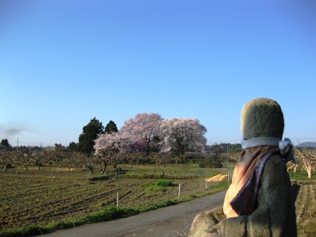 桜三昧