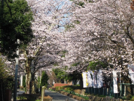 桜三昧