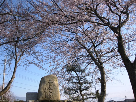桜三昧