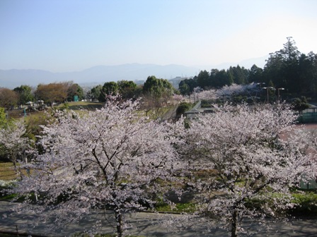 桜三昧