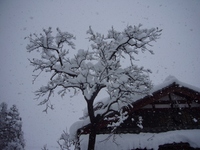 高島市・朝の雪