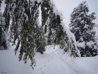 高島市・朝の雪