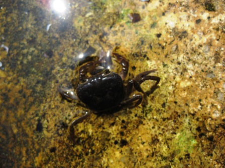 精米、灯油・・・サワガニさん