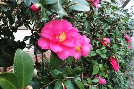 さざんか？？・・花名音痴で。